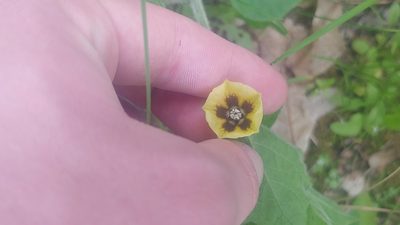Physalis heterophylla, photographed by Ryan Sorrells