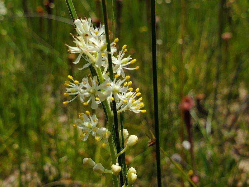 Triantha racemosa, photographed by Samuel A Schmid, PhD, PWS