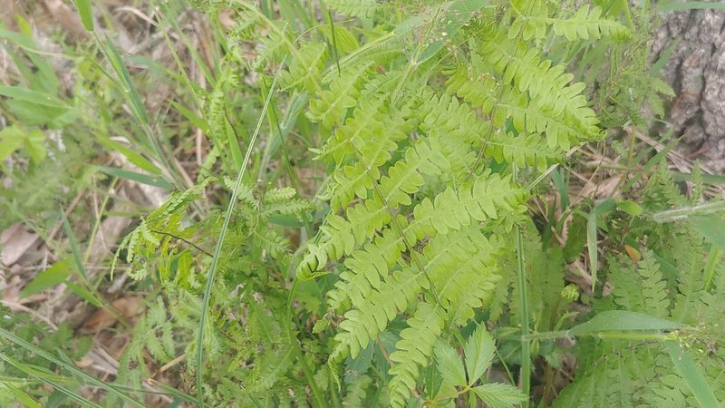 Thelypteris palustris, photographed by Ryan Sorrells