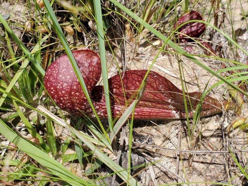 Sarracenia psittacina, photographed by Samuel A Schmid, PhD, PWS