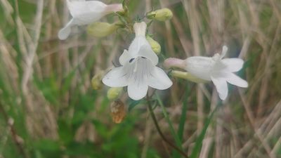 Penstemon digitalis, photographed by Ryan Sorrells