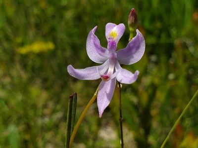 Calopogon pallidus, photographed by Samuel A Schmid, PhD, PWS