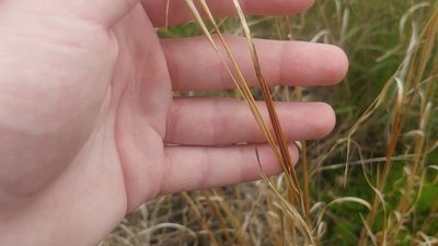 Andropogon virginicus