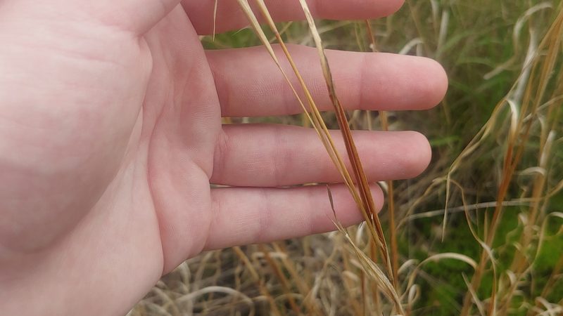 Andropogon virginicus, photographed by Ryan Sorrells