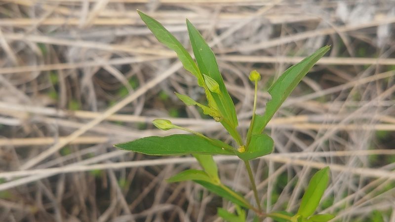 Lysimachia quadriflora, photographed by Ryan Sorrells