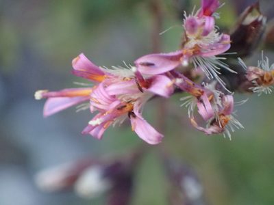 Acourtia microcephala
