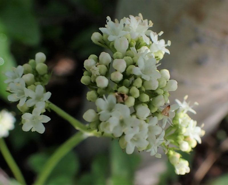 Valeriana dioica, photographed by mfeaver