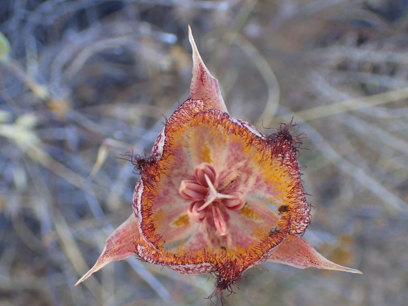 Calochortus fimbriatus, photographed by George Williams