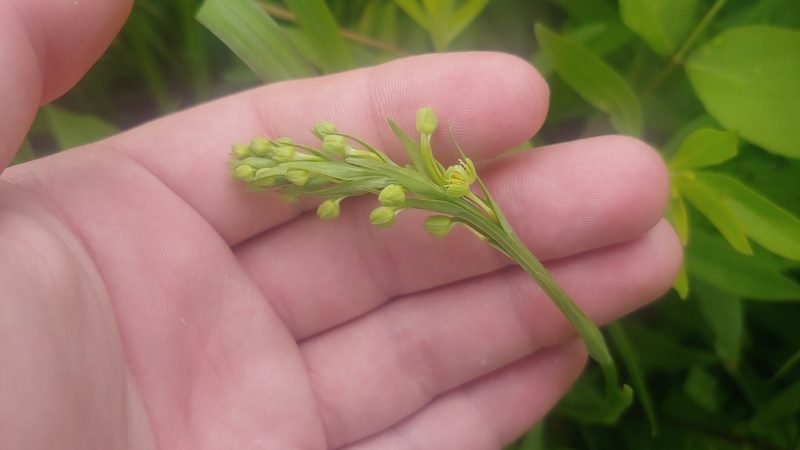 Platanthera lacera, photographed by Ryan Sorrells