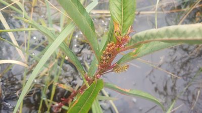 Lysimachia thyrsiflora, photographed by Ryan Sorrells