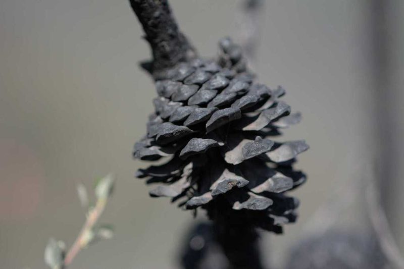 Pinus attenuata, photographed by Diego Maldonado de la Torre