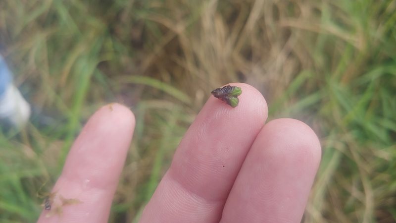 Ricciocarpos natans, photographed by Ryan Sorrells