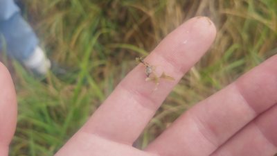 Lemna trisulca, photographed by Ryan Sorrells