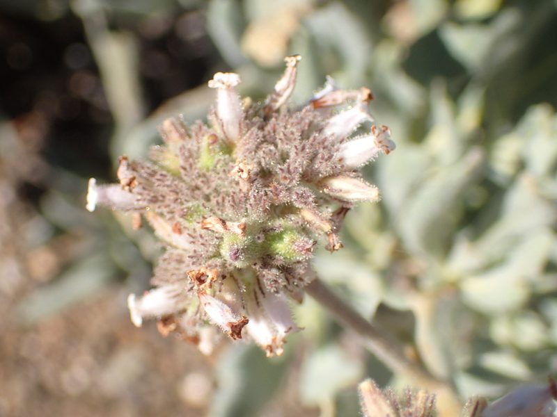 Eriodictyon traskiae, photographed by George Williams