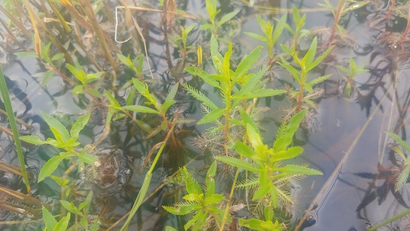 Proserpinaca palustris, photographed by Ryan Sorrells
