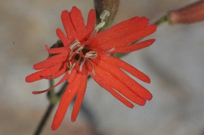 Silene laciniata, photographed by Diego Maldonado de la Torre