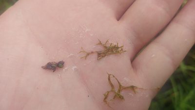 Riccia fluitans, photographed by Ryan Sorrells