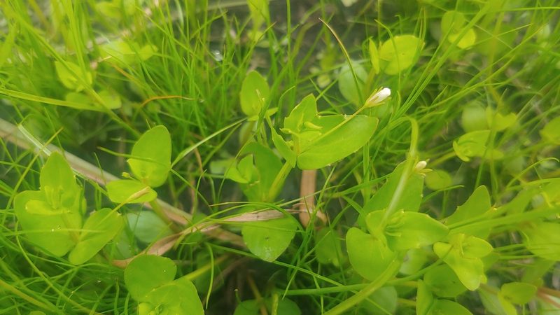 Lindernia dubia, photographed by Ryan Sorrells