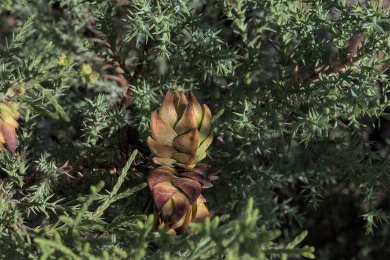 Hesperocyparis forbesii, photographed by Diego Maldonado de la Torre