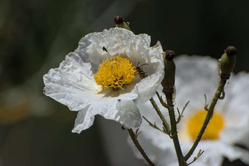 Romneya trichocalyx, photographed by Diego Maldonado de la Torre
