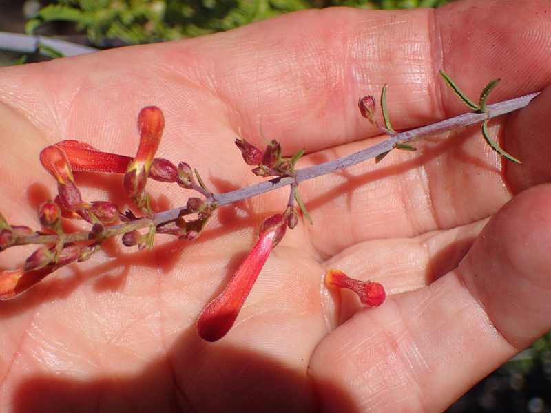 Keckiella ternata, photographed by George Williams