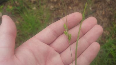 Carex swanii, photographed by Ryan Sorrells