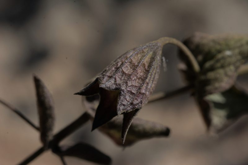 Lepechinia cardiophylla, photographed by Diego Maldonado de la Torre