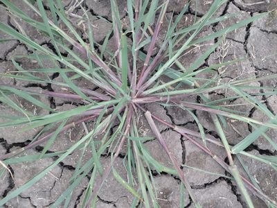 Eleusine indica