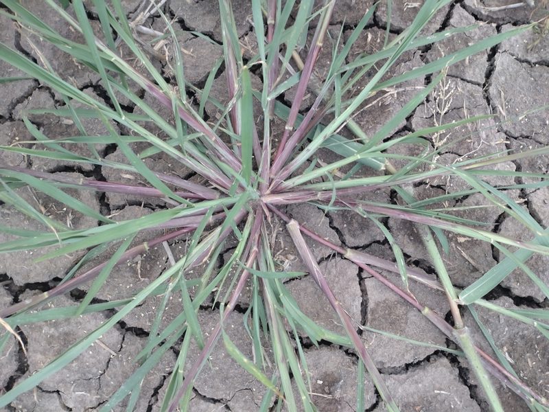 Eleusine indica, photographed by Utain Pummarin