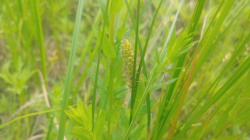 Carex pellita, photographed by Ryan Sorrells