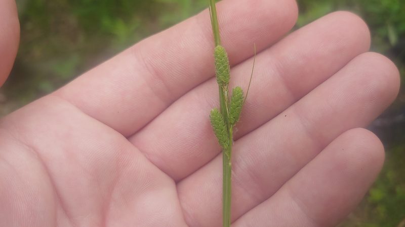 Carex swanii, photographed by Ryan Sorrells