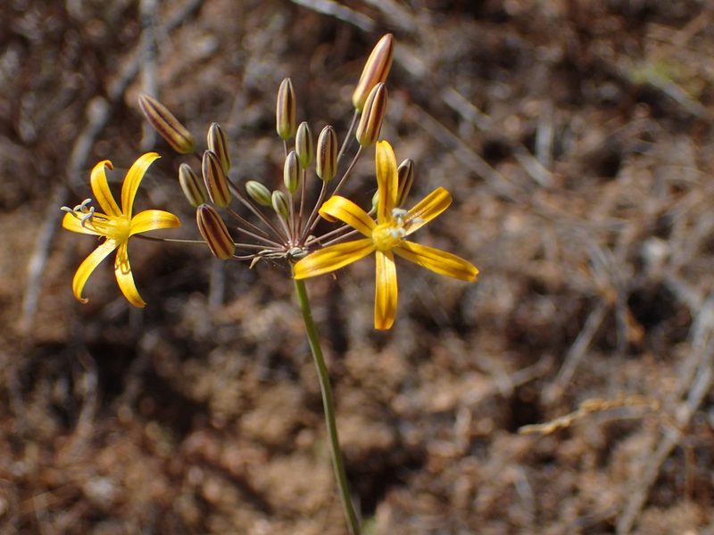 Bloomeria crocea, photographed by George Williams