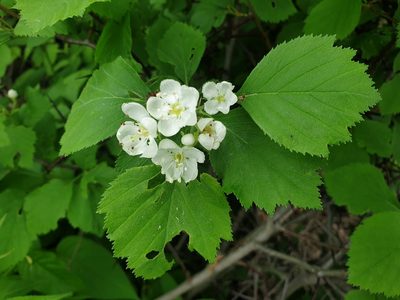 Crataegus macracantha, photographed by Étienne Léveillé-Bourret
