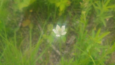 Anemone cylindrica