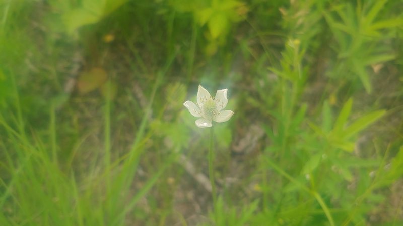 Anemone cylindrica, photographed by Ryan Sorrells