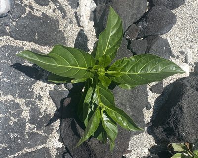 Morinda citrifolia
