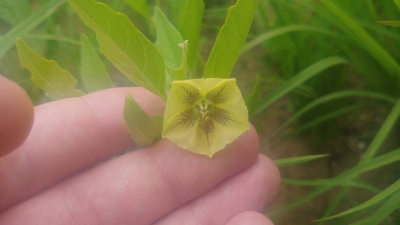Physalis virginiana, photographed by Ryan Sorrells