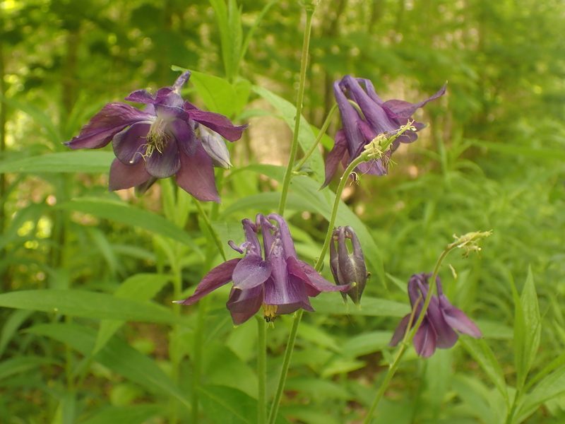 Aquilegia vulgaris, photographed by Ian Manning