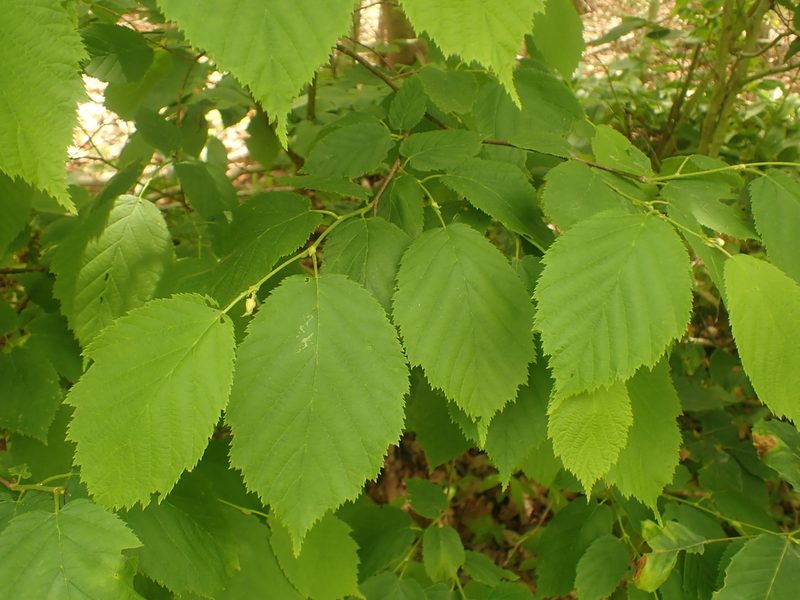 Corylus cornuta, photographed by Ian Manning