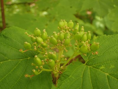 Viburnum lantanoides