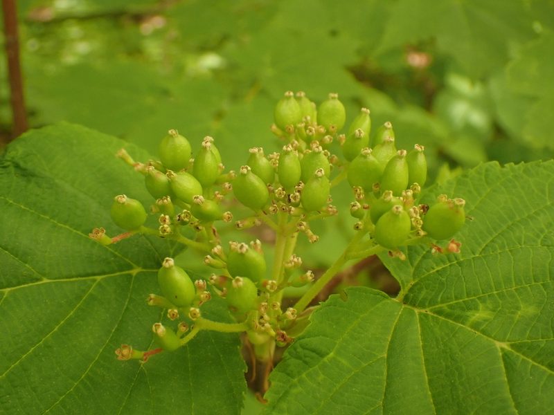 Viburnum lantanoides, photographed by Ian Manning