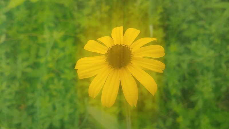 Rudbeckia hirta, photographed by Ryan Sorrells