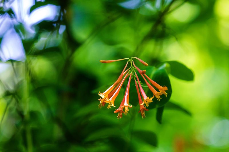 Lonicera sempervirens, photographed by Melissa McMasters