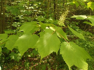 Acer spicatum, photographed by Ian Manning