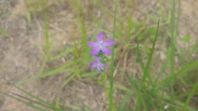 Triodanis perfoliata, photographed by Ryan Sorrells