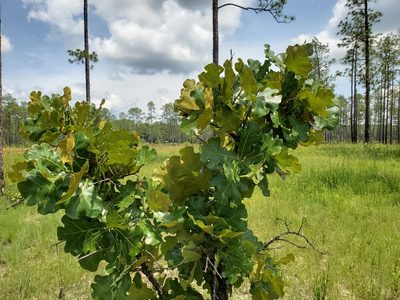 Quercus marilandica, photographed by Samuel A Schmid, PhD, PWS
