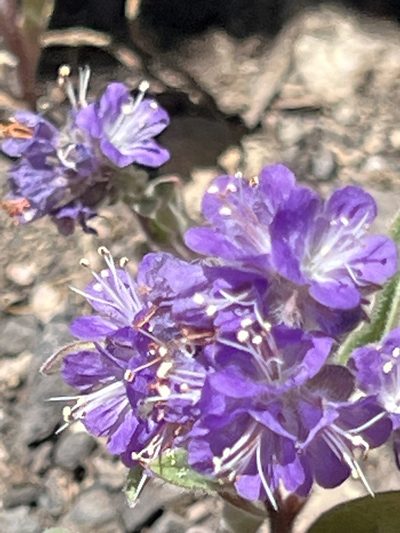 Phacelia humilis, photographed by Bruce Homer-Smith