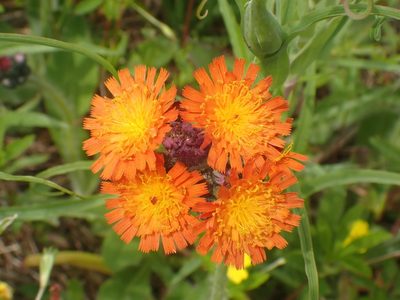 Pilosella aurantiaca, photographed by Ian Manning