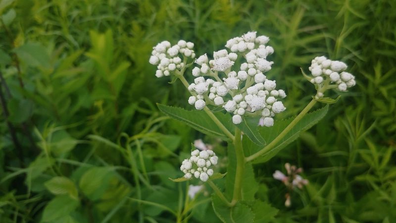 Parthenium integrifolium, photographed by Ryan Sorrells