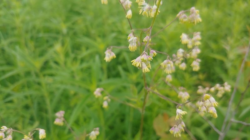 Thalictrum revolutum, photographed by Ryan Sorrells